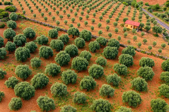 Maslinik s aromatičnim biljem u Dalmaciji